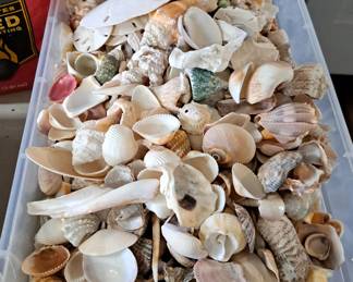 HUNDREDS OF SHELLS