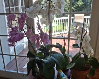 Beautiful Orchids