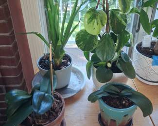 Lots of Healthy Plants
