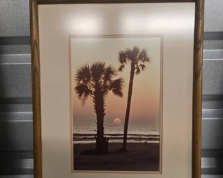 palm tree picture