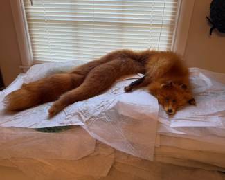 Fox