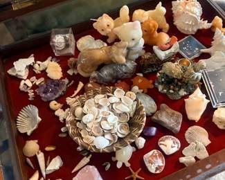 Display case of seashells and mineral specimens