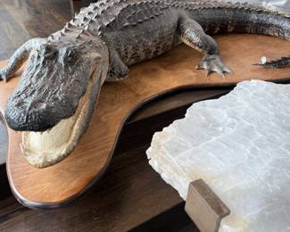 Taxidermy alligator mount on wood plaque