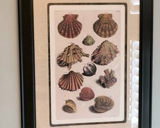 Seashell Art