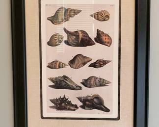 Seashell Art
