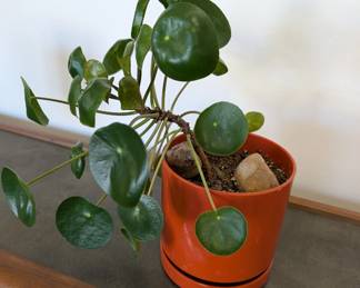 Pilea plant