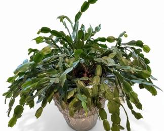 Christmas Cactus Schlumbergera