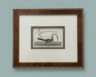 The American Anhinga, Plate second image
