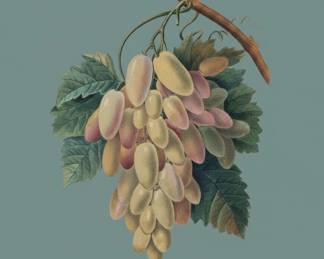 White Grapes Raisins Blancs botanical print by PierreJoseph Redout second image