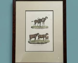 Egyptian Goats and Nepal Goats, Plate second image