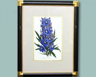 Delphinium Belladonna Botanical Print second image