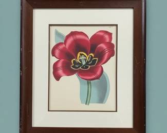 Tulipa agenensis Botanical Print second image