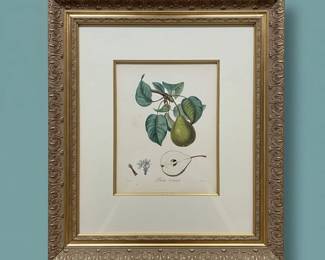Duhamel Du Monceau Botanical Print  Poirier Commun second image