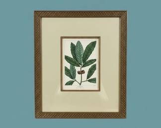 Framed Botanical Print of Camellia Japonica second image