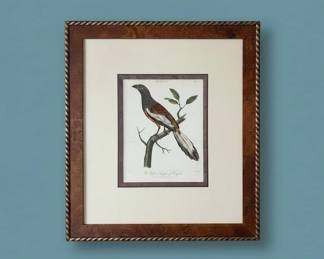The Rufous Treepie of Bengal  Handcolored Aquatint Engraving second image