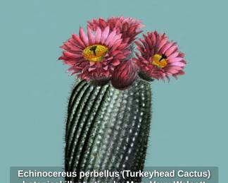 Echinocereus perbellus Turkeyhead Cactus botanical illustration by Mary Vaux Walcott second image