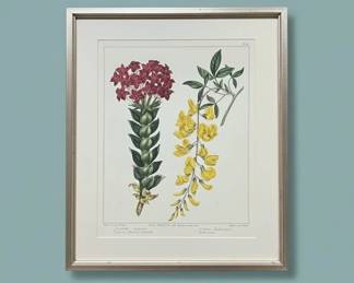 Botanical Print of Clerodendron and Cytisus by Sydenham Edwards second image