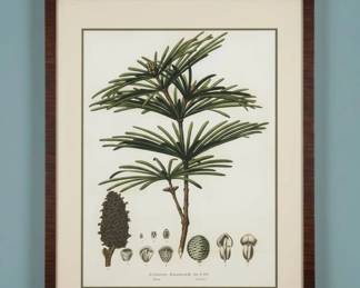 Botanical Print of Sciadopitys verticillata Japanese Umbrella Pine second image