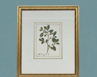 Botanical Print of Erythroxylon coca second image