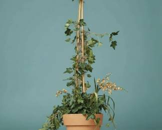 Live English Ivy Plant with Bamboo Trellis in Terracotta Pot second image
