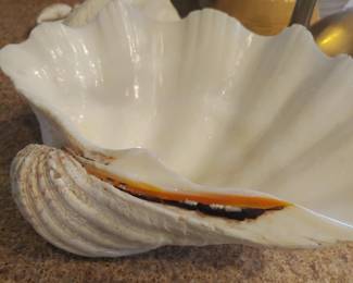 60'' s giant clam tridacnagiggas 4 " 
