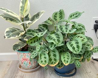 Live Indoor Potted Plants in Colorful Glazed Pots