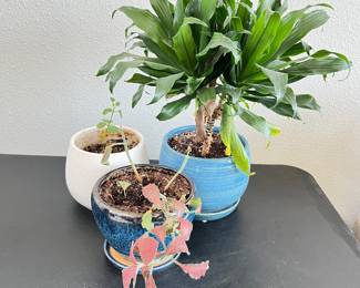 Set Of 3 Ceramic Pots Planters with Assorted indoor Plants