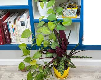 Mixed Indoor Houseplants with Planters- Yellow, White, and Floral Pots