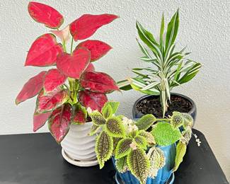 Set Of 3 Potted Indoor Tropical Plants Ceramic Pots Colorful Foliage
