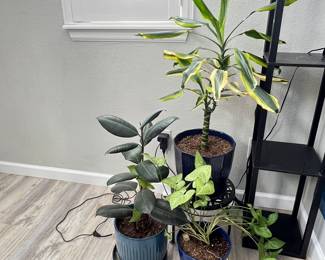 Set Of 3 Indoor Houseplants in Blue Glazed Ceramic Planters- plus black metal plant stand