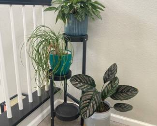  Unique Indoor Houseplants with Stands