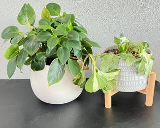 Set Of 2 Indoor Potted Plants Ceramic Planters Modern Style With Wooden Stand
