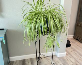 Metal Plant Stand With a Live Lush Indoor Spider Plant