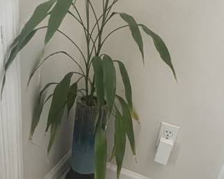 Cast Iron Plant (Aspidistra elatior)