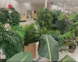 Plants and trees 