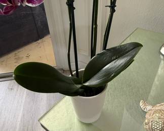Purple Phalaenopsis Orchid Plant