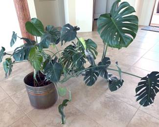 Live house plants