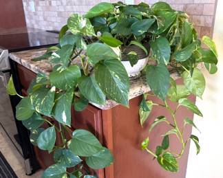 Live house plants