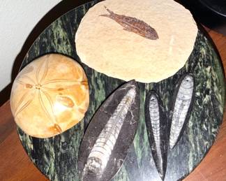 Fossils + shells