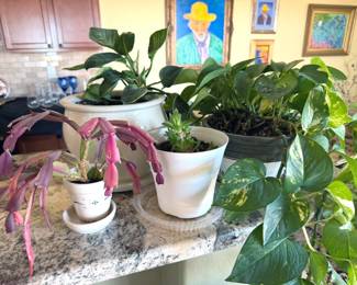Live house plants
