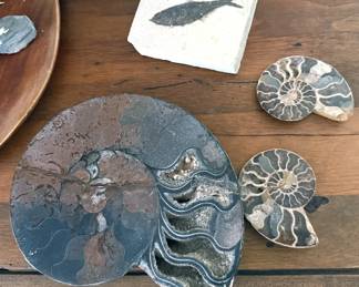 Fossils