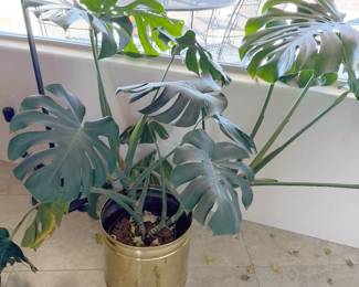 Live house plants