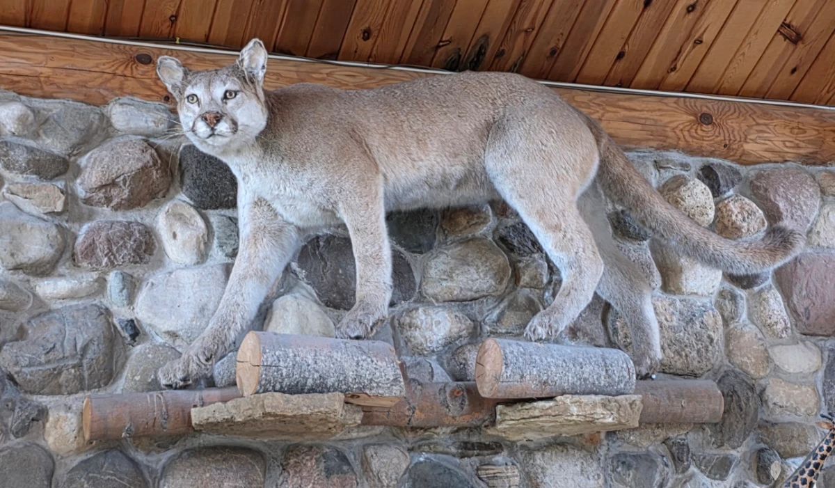 Mountain Lion Taxidermy Mount