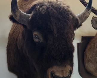 Buffalo Taxidermy Mount