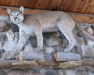 Mountain Lion Taxidermy Mount