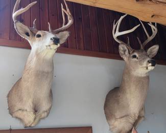 Buck Deer Taxidermy Mount