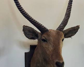 Horned Waterbuck Taxidermy Mount