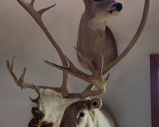 Caribou Taxidermy Mount