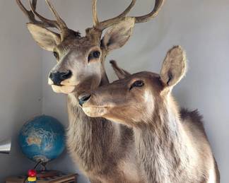 Deer Couple Taxidermy Mount Set