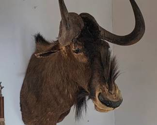 Wildebeest Taxidermy Mount